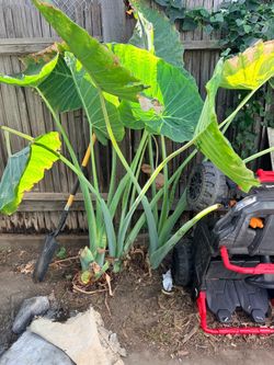 Elephant ear plant 6’