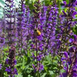 Salvias & Agastache – Long-Blooming Pollinator Plants 🌿🐝