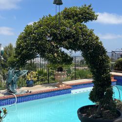 Dolphin Topiary Live