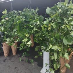 6” Pot Golden Ivy Plants/ Pothos