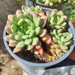 6" Pot Succulent - Graptoveria Bashful