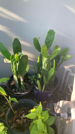 Plant 🪴