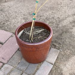 Ceramic Pot
