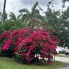 Best Plants In Florida