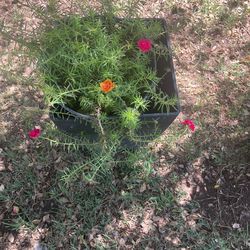 Amor de un rato 2 colors