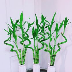 Lucky Bamboo 🎋Plants With Ceramic Pot - Indoor Plant - $15 each