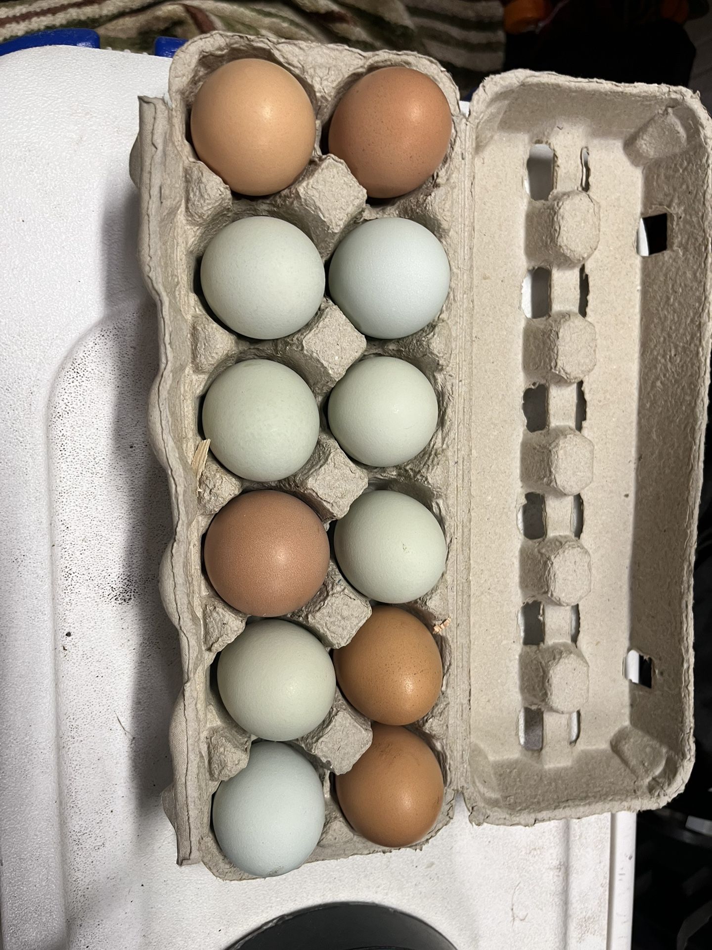 Fresh Chicken Eggs 