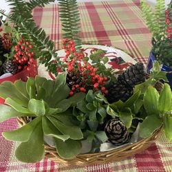 Live Plants Holiday Centerpiece 5$ Each