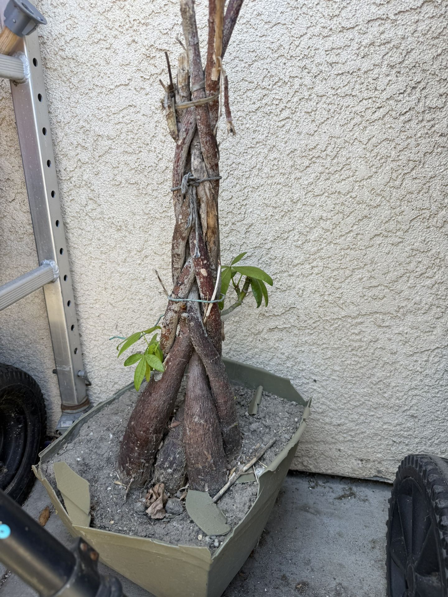 Free Plant