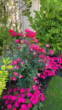 Double knockout rose bushes three total