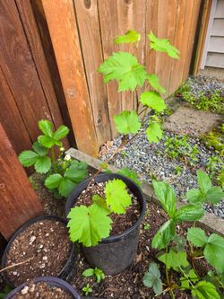 Garden Plant Grape Blue Cabernet Sauvignon