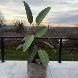 Large Bird Of Paradise Plant + Modern Concrete Planter 
