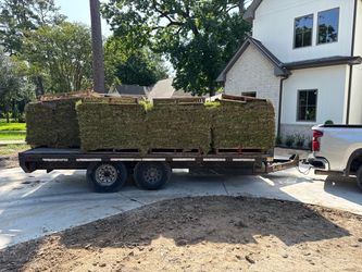 Sod grass