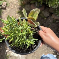 Suculentas 