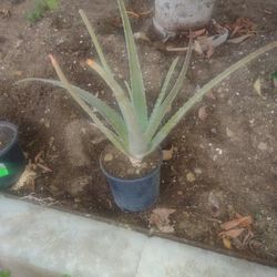 Free Aloe Vera Plant
