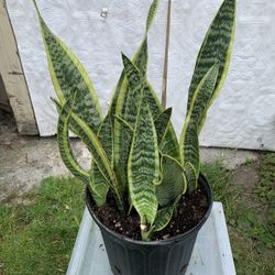 Snake Plant 