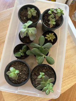 Plants $15 for all of them