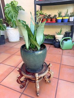Moonshine Snake Plant - Sansevieria moonshine 9” Green Planter (Northridge)