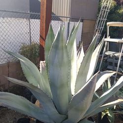 Tru Blue Agave/Desert Landscape