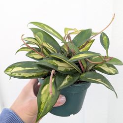 Hoya Carnosa Variegated Krimson Princess Plant 4" Pot - Indoor House Plants