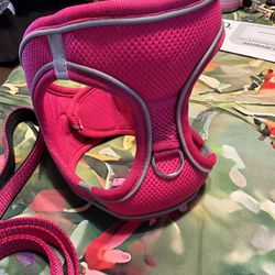 dog harness and leash
