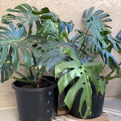 Monstera 
