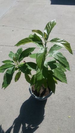 Arbolitos de aguacate mexicanos