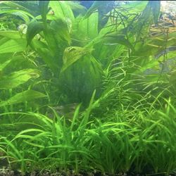Aquatic Plants For Fish Tanks And Aquarium