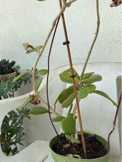 Blooming Kari Hoya