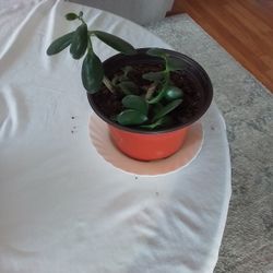 Jade Plant
