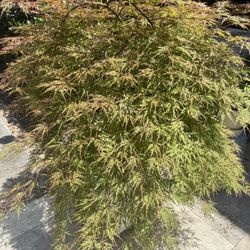 Orangeola Japanese Maple 3 Years Old