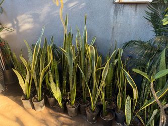 Snake plant