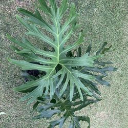 Philodendron Selloum Plant 