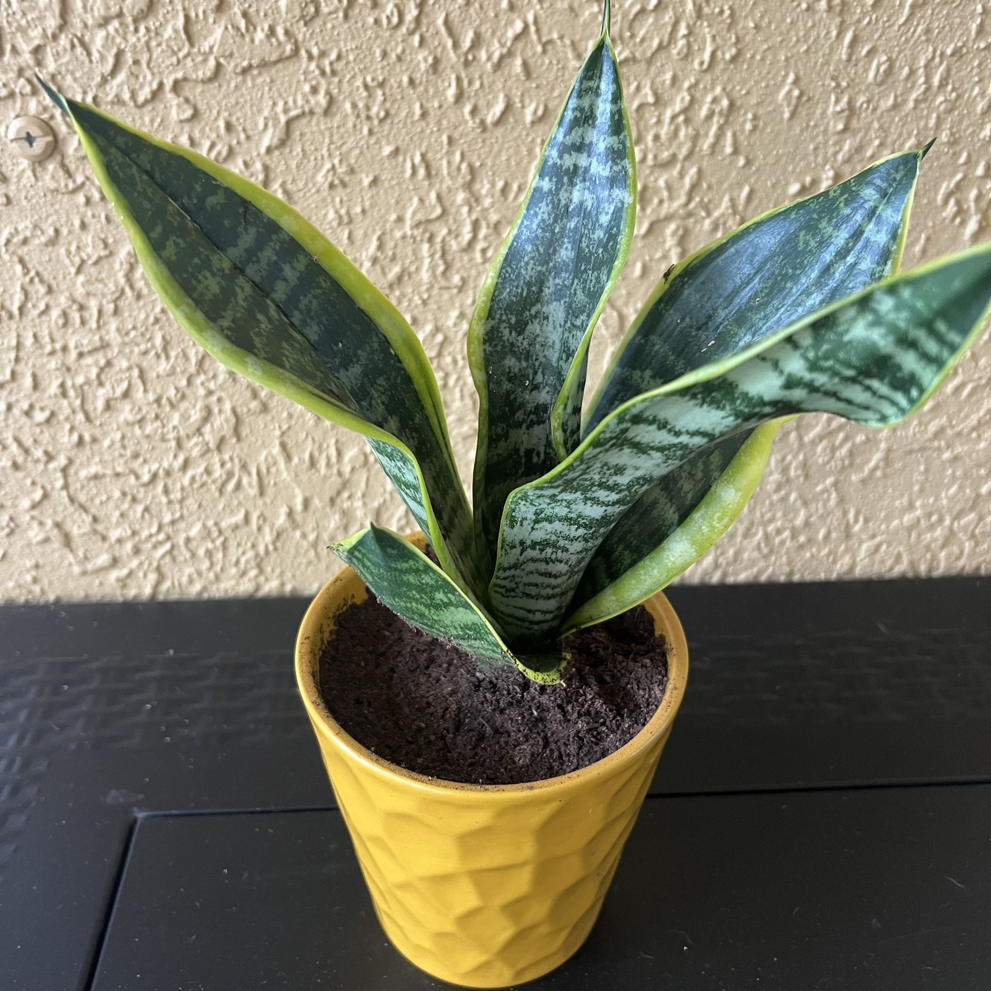 Superba Robusta Snake Plant (Sanseveria) in ceramic pot 🪴