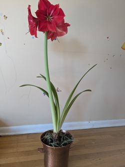 Indoor Plants For Sale 