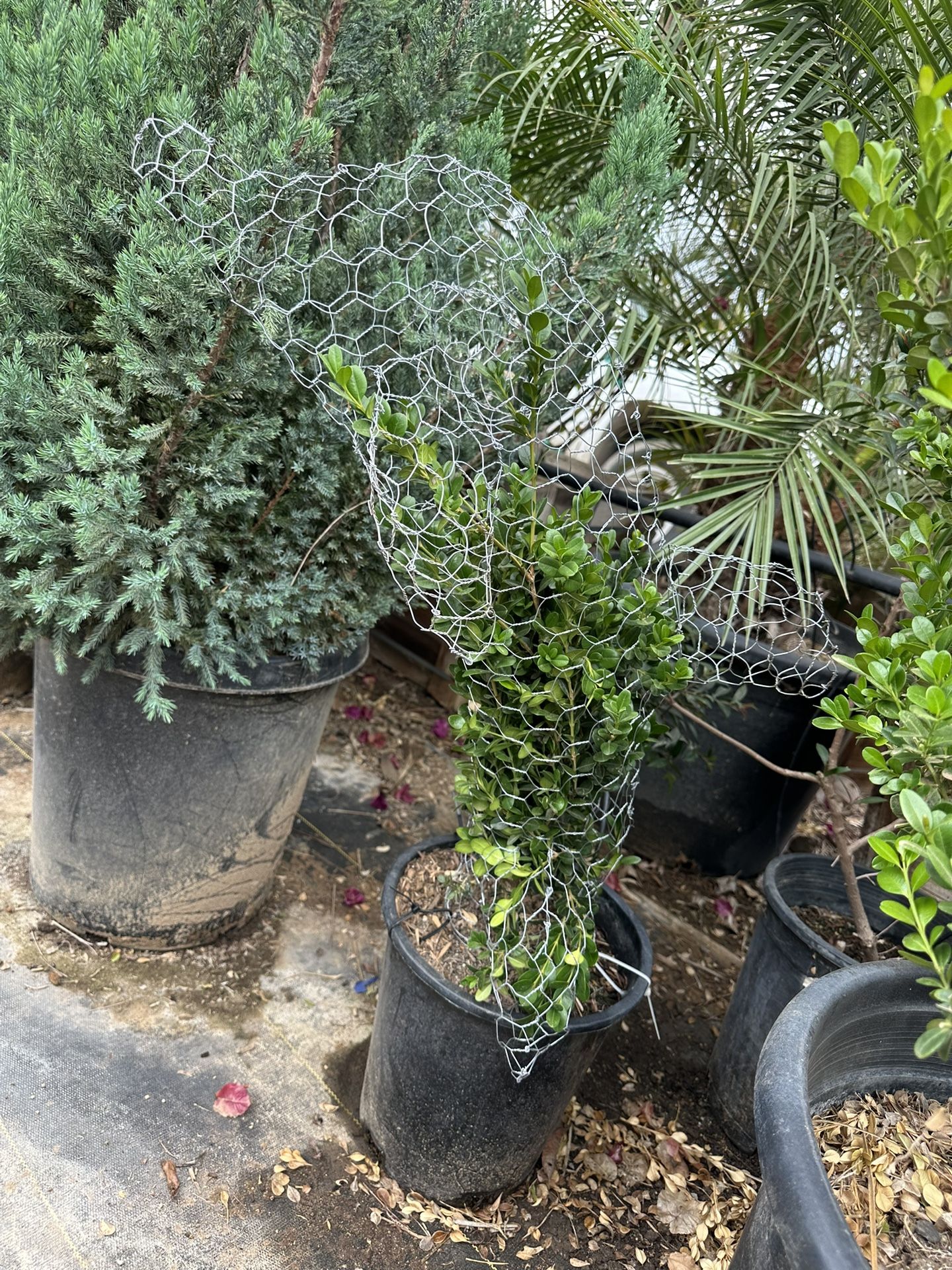 Dolphin Topiary Bonsai