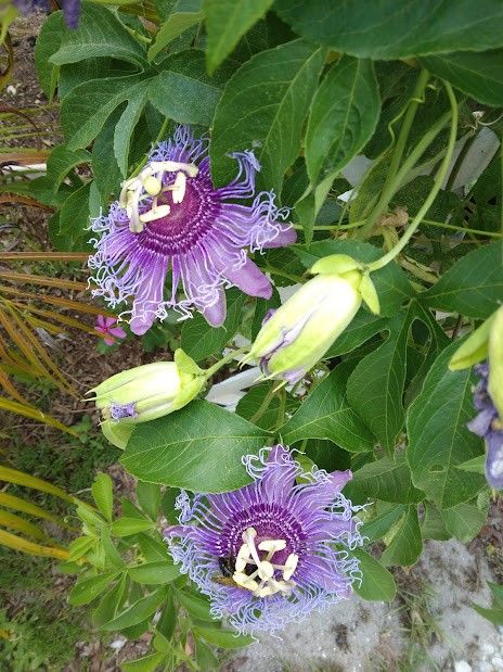 4 -6-8" Fragrant Purple Passion Fruit Vine Cuttings $6 -Ship $3.50 Or Deltona Florida Pickup 