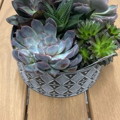 Succulents In 8 Inch Pot