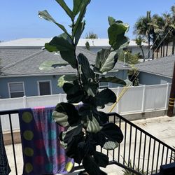 House Plant