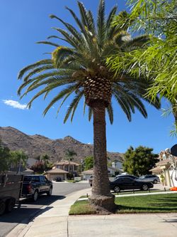 Palms trimmer