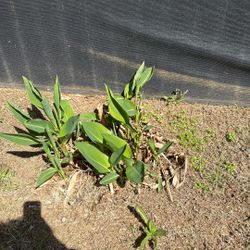 Canna lily Plant