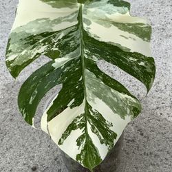 Monstera Albo ( Small Form )