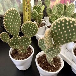 🌵CUTE Little Bunny Ear Cactus🙏PLS READ DESCRIPTION $5 EACH