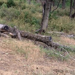 Free Oak For Fire Wood 