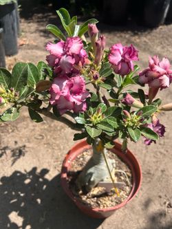 DESERT ROSE/ROSA DE DESIERTO