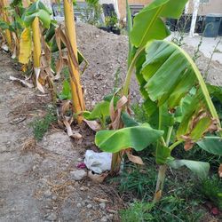 Banana Plants 