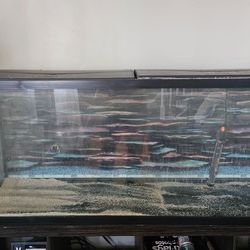 Free 55 gallon fish tank