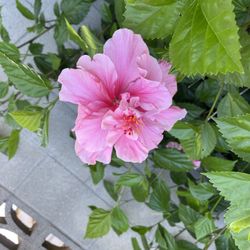 Hibiscus Bush