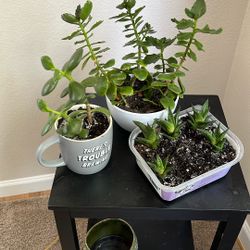Variety Succulents