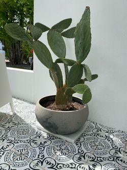 Cactus “Bunny Ears”